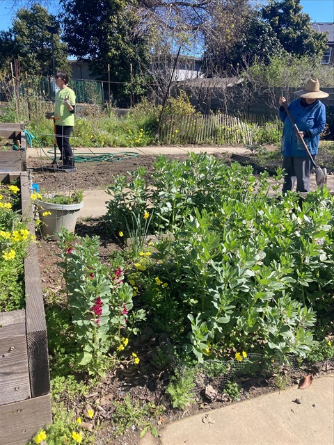 Fava Beans at Riverside Garden, before they are tilled into the soil for Spring Planting