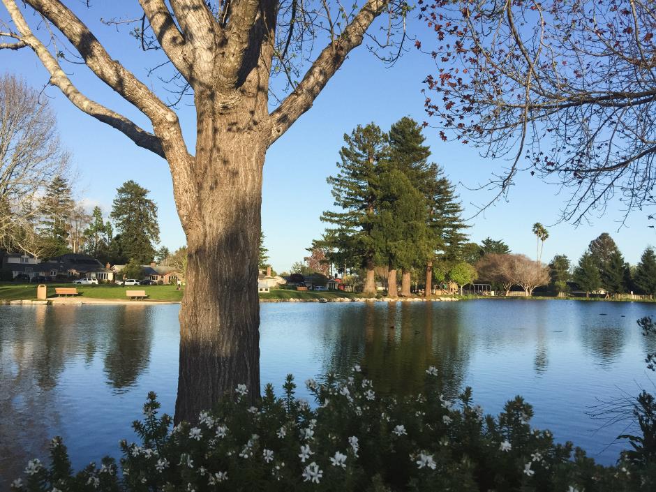 Image of Westlake Pond