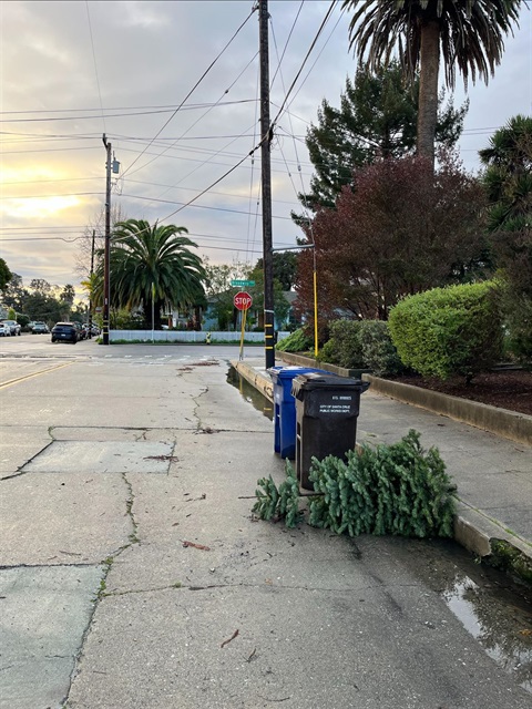 Tree and collection carts curbside for pick up
